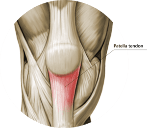 Patellar-Tendon